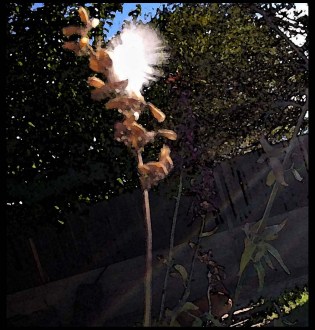 feather in agastache plain