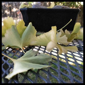 ginkgo leaves fallen