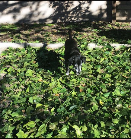 Opus watches leaves fall