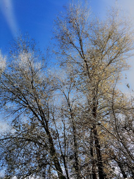 siberian elms denuded