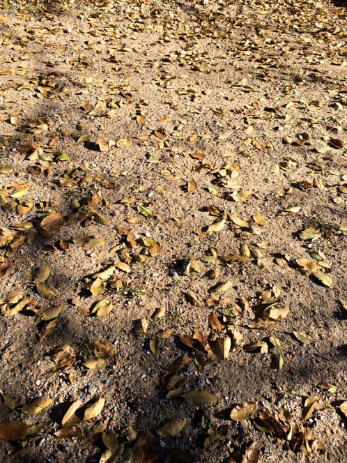 siberian leaves fallen
