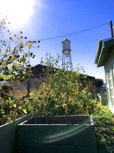 water tower flowers 1