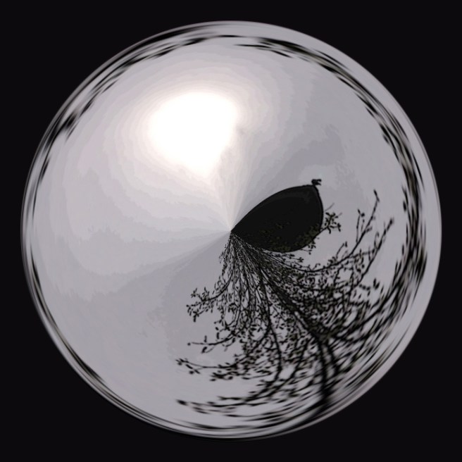 Dove on the ark in the sun