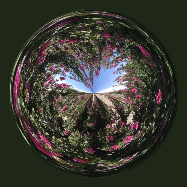 rose of sharon orb
