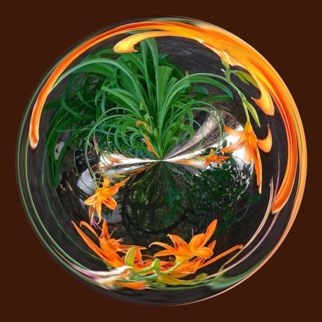 summer solstice day lilies