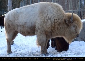white_bison_eyes_closed_by_salsolastock-d1v5r0y