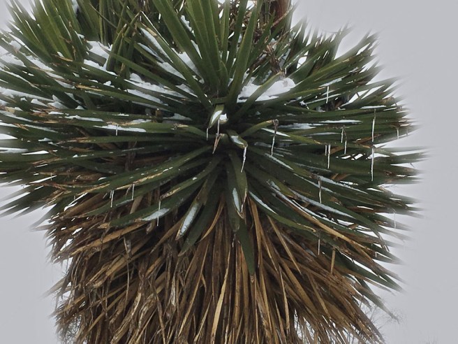 Yucca icicles