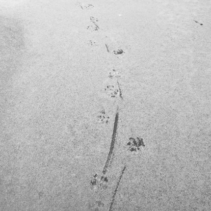 paws on snow