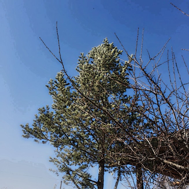 branches of the seasons