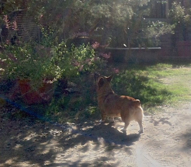 Elf watches butterfly