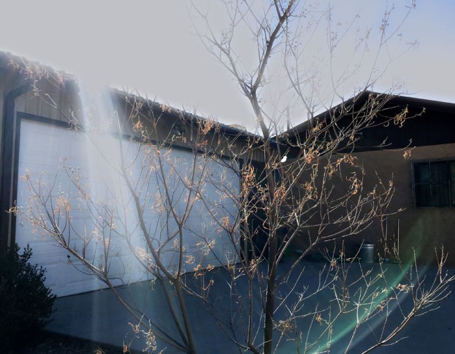light on desert willow