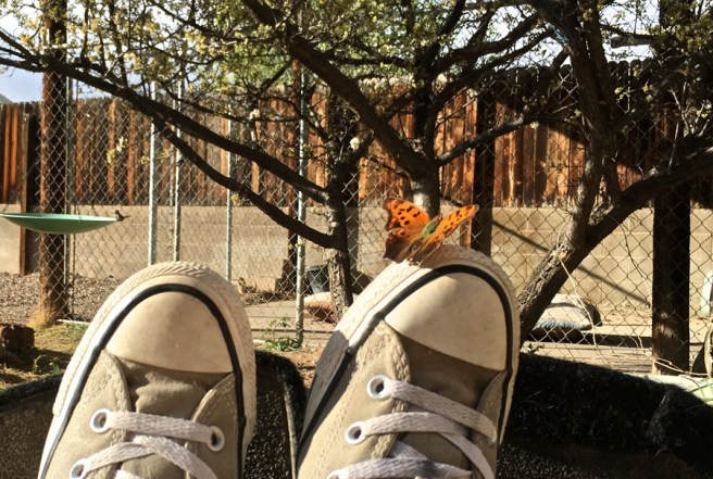 comma butterfly on my toes