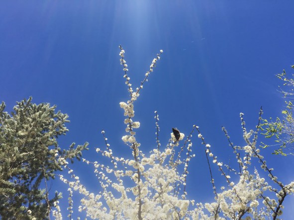 Mouring Cloak with rays