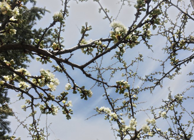 plum blossoms opening