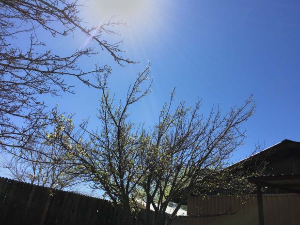 sun shining on apple tree