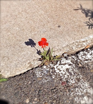poppy in a crack_1024