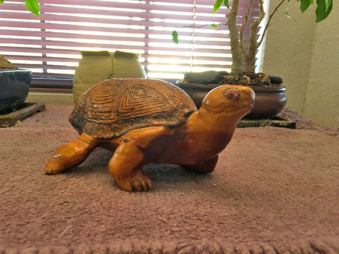 turtle in the window