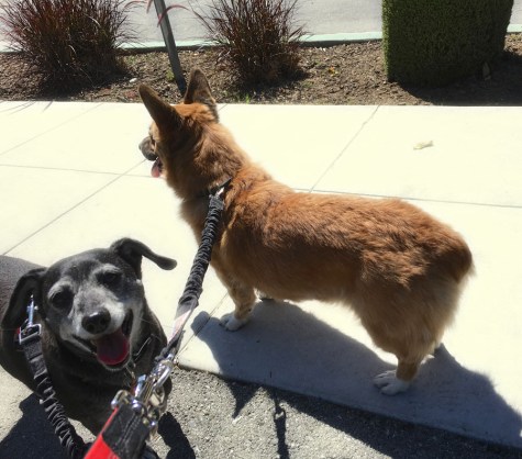 dogs on sidewalk