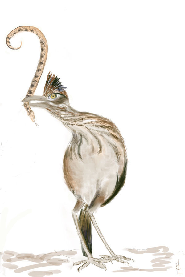 Roadrunner with snake sm