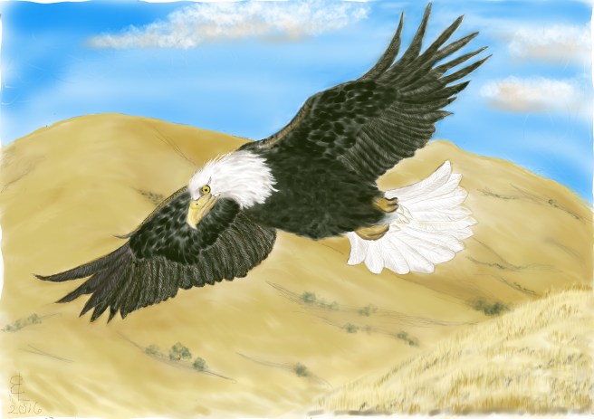 Bald Eagle