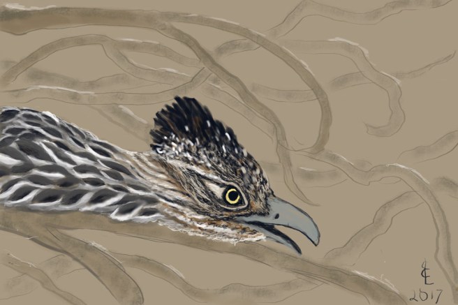 roadrunner-in-wisteria