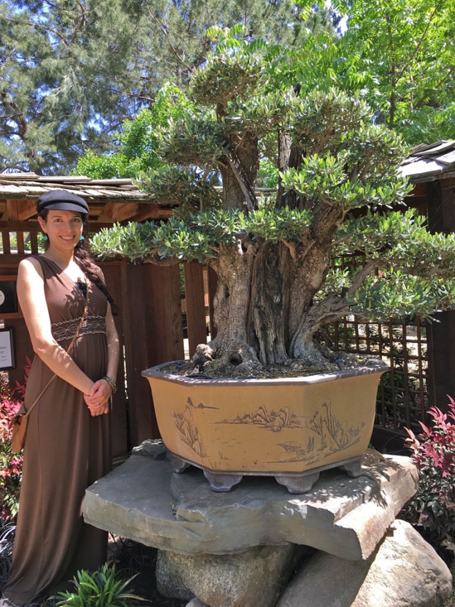 Jericha with bonsai