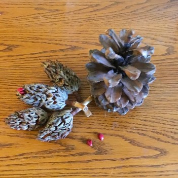 pinecone and magnolia fruits